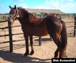 Cuba caballos