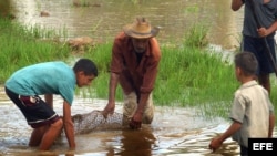 Un grupo de campesinos en campos sembrados de arroz que se encuentran junto a sus viviendas en Cuba. 