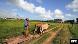 Un campesino en la provincia de Pinar del Río